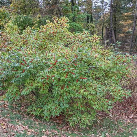 Winterberry (Ilex verticillata) - Garden Tutor