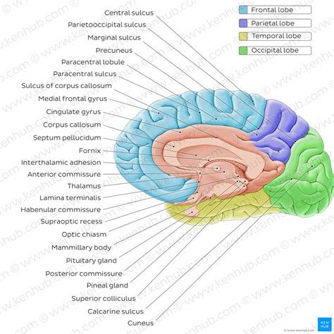 Mid Sagittal Section Of The Brain Made Simple – NBKomputer