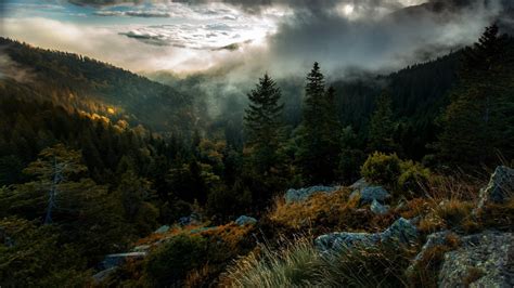 Areal Photography Of Forest Covered With Mist Under Cloudy Sky During ...