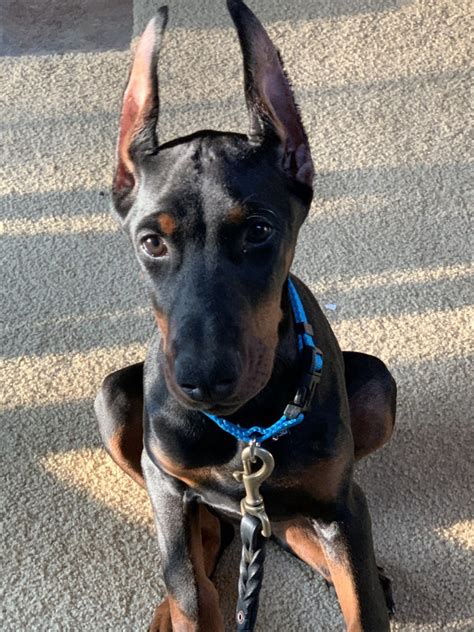 √√ Doberman Puppies Illinois USA - Buy Puppy In Your Area