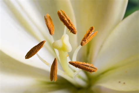 File:Lilium longiflorum stamen.jpg - Wikimedia Commons