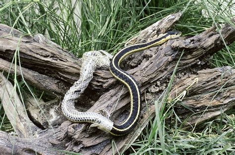 Garter Snake shedding - Stock Image - Z785/0236 - Science Photo Library