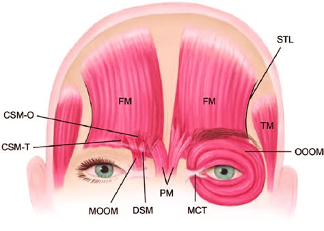 Frontalis Muscle