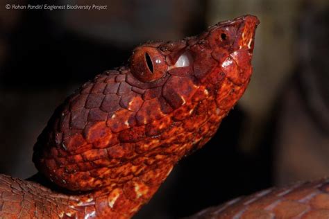 Unique new species of pit viper, with heat-sensing system found in ...