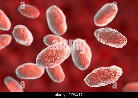 YERSINIA PSEUDOTUBERCULOSIS Stock Photo - Alamy