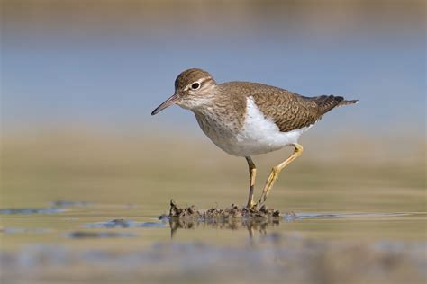 Common Sandpiper Bird Facts | Actitis Hypoleucos