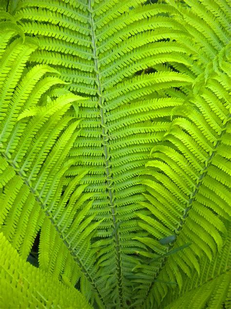 Fern Fronds Photograph by Todd Breitling