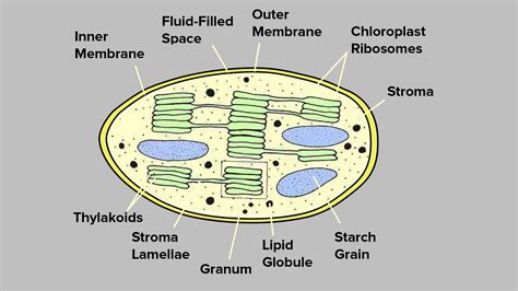 Explain the structure of chloroplast.