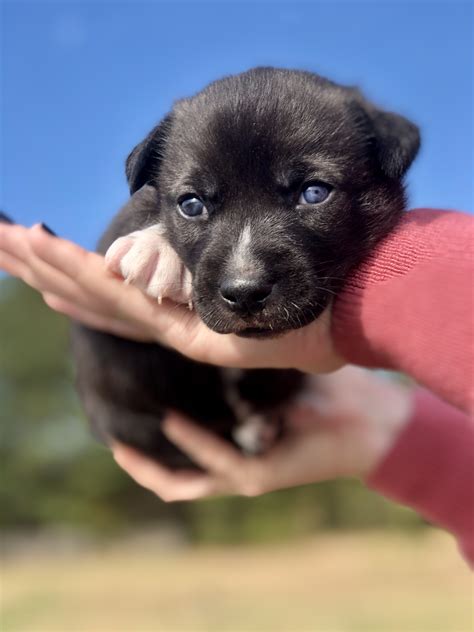 Foster a Pet - Chesapeake Humane Society