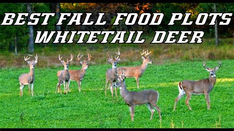 BEST FALL FOOD PLOTS FOR WHITETAIL DEER - YouTube