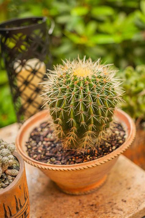 Succulent with tiny soft thorns - heavyopec