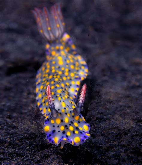 15+ Sea Slugs That Prove Aliens Already Live On Planet Earth | Bored Panda