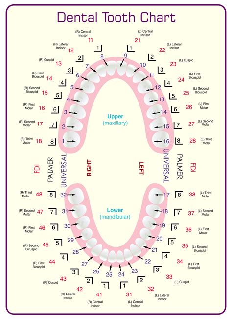 Dental Tooth Chart Printable | Dental hygiene school, Dental hygiene ...