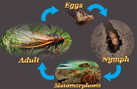 Cicada Life Cycle: What Makes It an Interesting Australian Bass ...