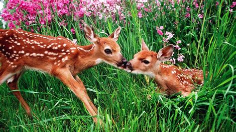 Spring Animals Desktop Wallpapers - Wallpaper Cave