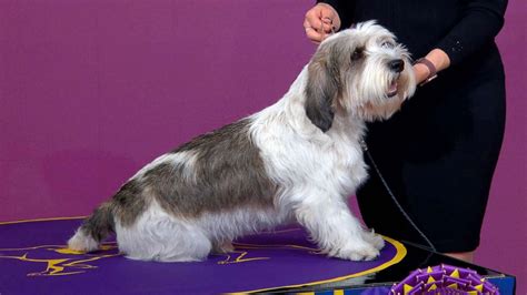 Westminster dog show winner's owner reacts to making history as 1st in ...