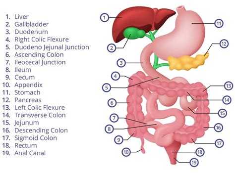 Abdomen Diagram