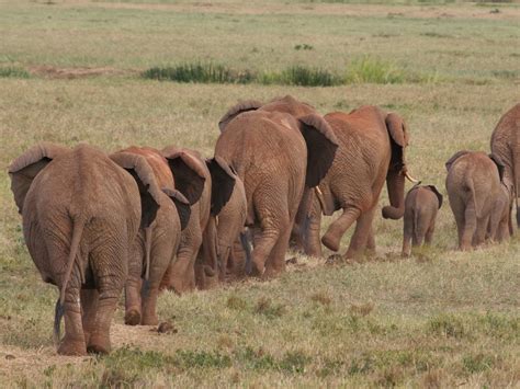 AFRICA: Migration as a solution to the overpopulation of elephants in ...