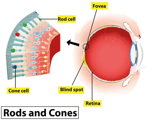 No image is formed in the blind spot of the human eye because(a) Cones ...