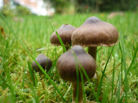 FAQ: Mushrooms growing in the Landscape? - Contour Landscaping