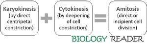 Amitosis Cell Division - Meaning, Examples & Mechanism - Biology Reader