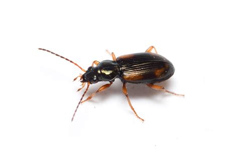 little black beetles in house alaska - Alvera Sipes