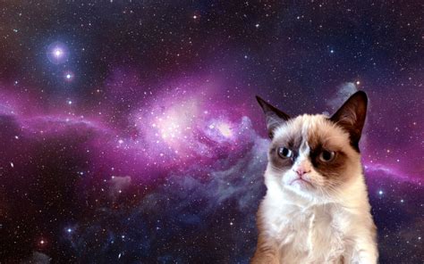 Space Kitten Wallpaper Hd - Spacecat Ultra Hd Desktop Background ...