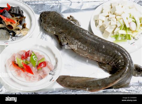 Japanese Giant Salamanders Eating