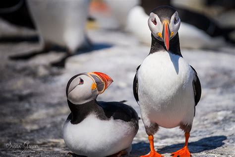 Machias seal island puffin tours - gamingfas