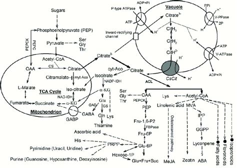 Comprehensive model of citrate metabolism in citrus fruits, adapted ...