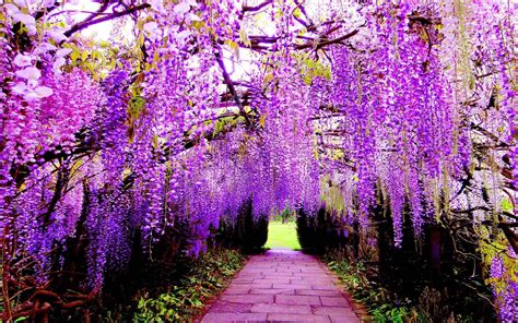 Wisteria Wallpapers - Wallpaper Cave