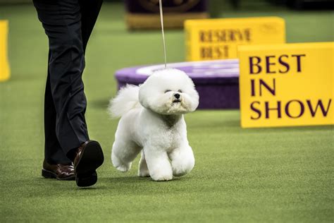 The Westminster Kennel Club Dog Show Expands to Three Days ...