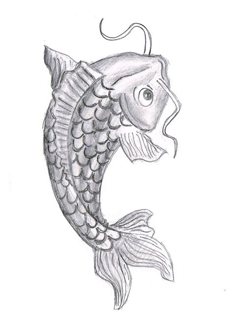 koi fish drawing : Biological Science Picture Directory – Pulpbits.net