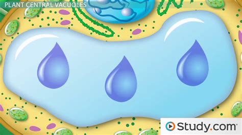 [DIAGRAM] Diagram Of A Cell Vacuole - MYDIAGRAM.ONLINE