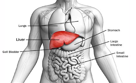 Anatomy Of Liver