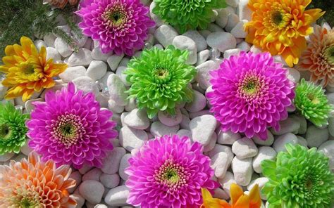 Colorful Flower Wallpaper (70+ pictures)