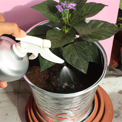 Aluminum Plant Care: How to Grow and Maintain a Healthy Aluminum Plant ...