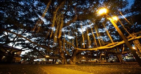 A Brief History of the Lahaina Banyan Tree - Hawaii Ocean Project ...