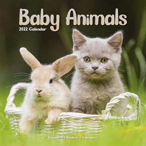 Baby Animals Calendar | Animal Calendars | Pet Prints Inc