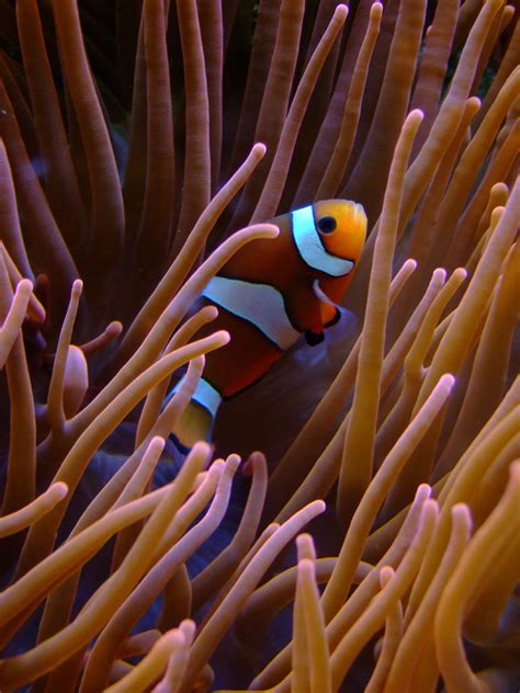 Clown fish on coral reef HD wallpaper | Wallpaper Flare