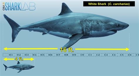 Juvenile White Shark Behavior and Biology | Shark Lab | California ...