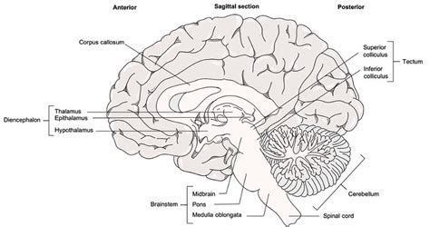 Figure 12.4.1: Midsagittal Section of the Brain | The dience… | Flickr