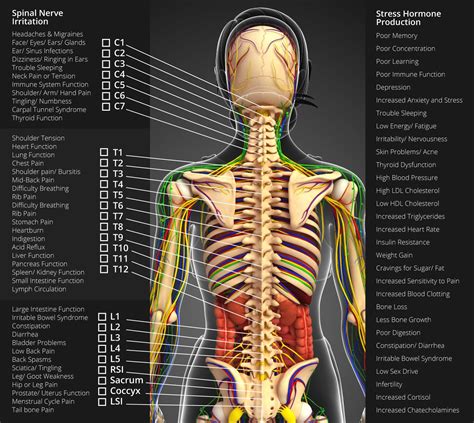 Map Of Nerves In Human Body