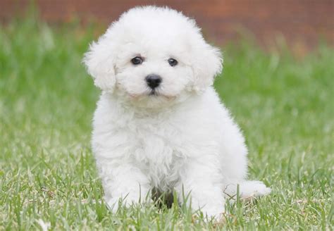 Free photo: Bichon Frise Puppy - Animal, Cute, Dog - Free Download - Jooinn