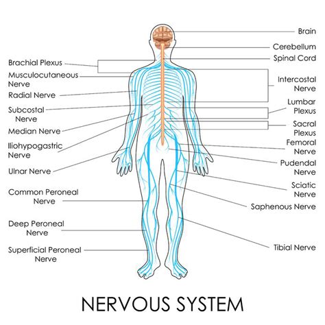 Nerve Structures of the Spine