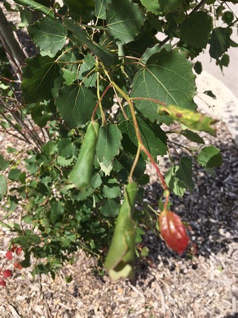 Leaf Roller Pest Sparks Calls from Residents - OkotoksOnline.com ...