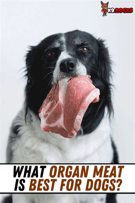 What Organ Meat is Best for Dogs? - K9 Rocks