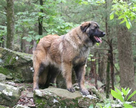 Estrela Mountain Dog - Alchetron, The Free Social Encyclopedia