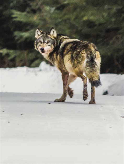 Wolf Hunting… Through the Lens - Northern Wilds Magazine