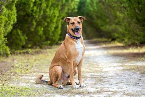 Rhodesian Ridgeback German Shepherd Mix: Info, Pictures, Facts & FAQs